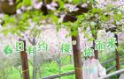 【春意山海 遇见荆门】春日有约，“樱”你而来。这个春天，你来赏樱了吗？