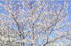 荆门市龙泉中学学生樱花树下的演奏，仿佛进入了童话世界！