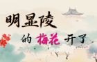 明显陵的梅花开了